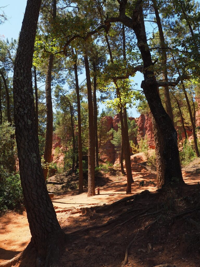 pine forest, pine, forest-1521698.jpg