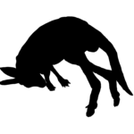 Silhouette, Kangourou