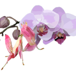 Dessin, numérique, Orchidée, Mante, Biomimétisme