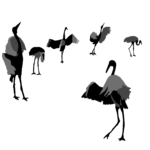 Hérons, Danse