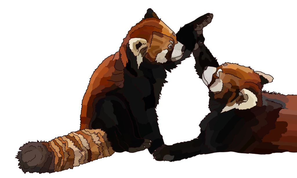 Panda roux, jeu
